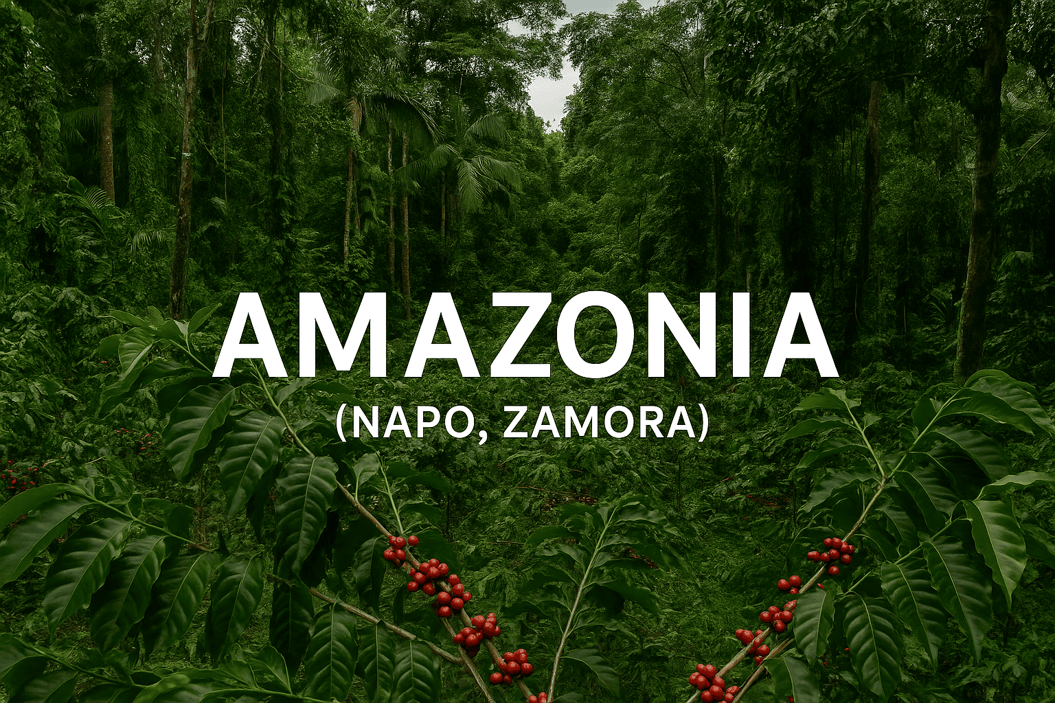 Isle Bros Coffee - AMAZONIA (Napo - Zamora)